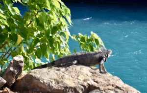 Picture of iguana on a rock
