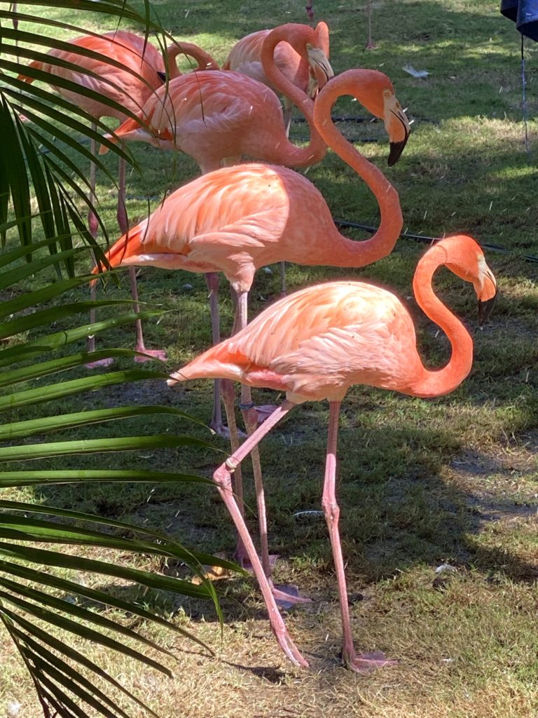 picture of flamingos