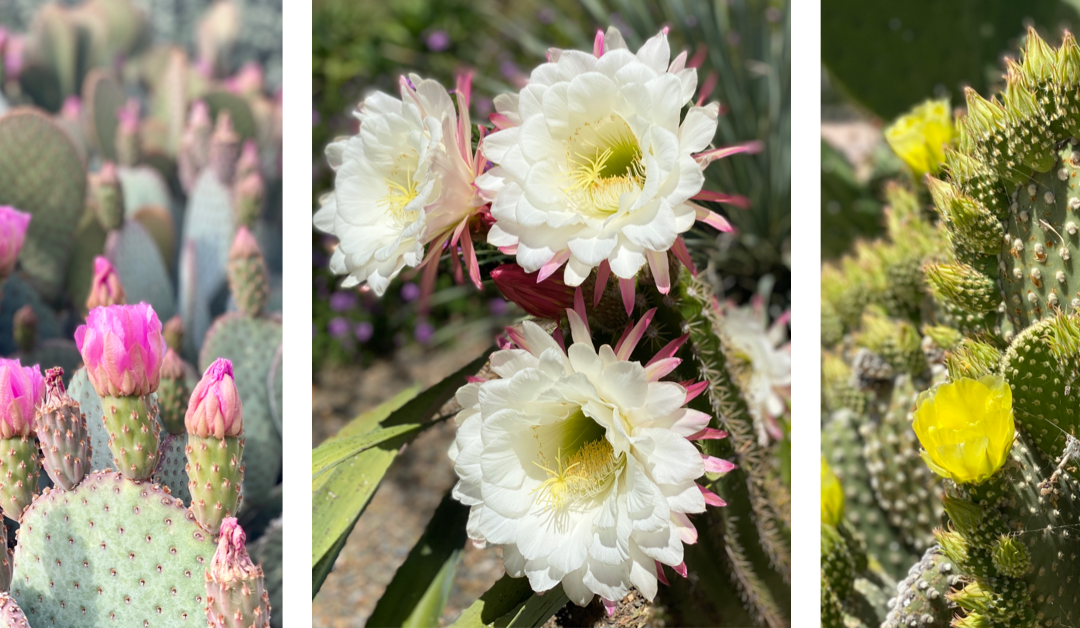 photos of desert plants in bloom